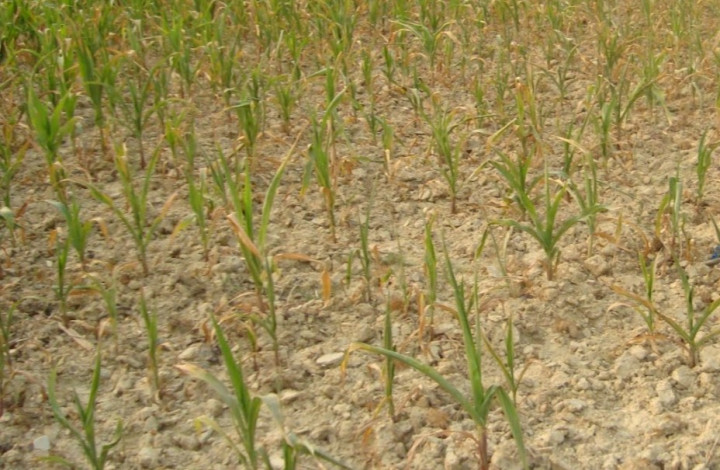 खडेरीले बाली सुक्न थालेपछि किसान चिन्तित