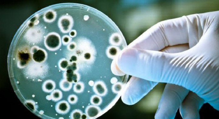 बागबजारको धारा र ट्युबेलको पानीमा भेटियो हैजा फैलाउने जीवाणु