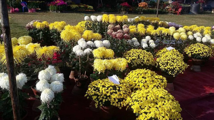 दुई वर्षपछि सुरु भयो पुष्पमेला