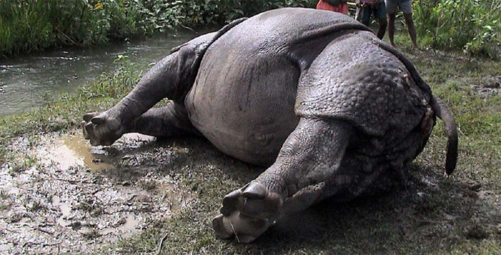 37 rhinos die in CNP in year
