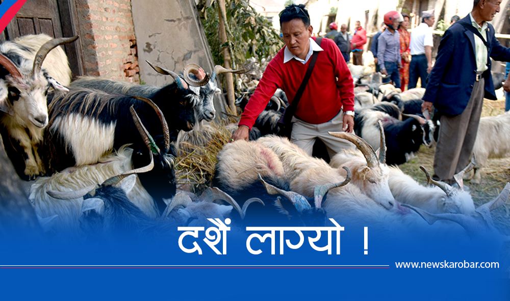 दशैंका लागि ३ हजार खसीबोका र च्यांग्रा ल्याइँदै