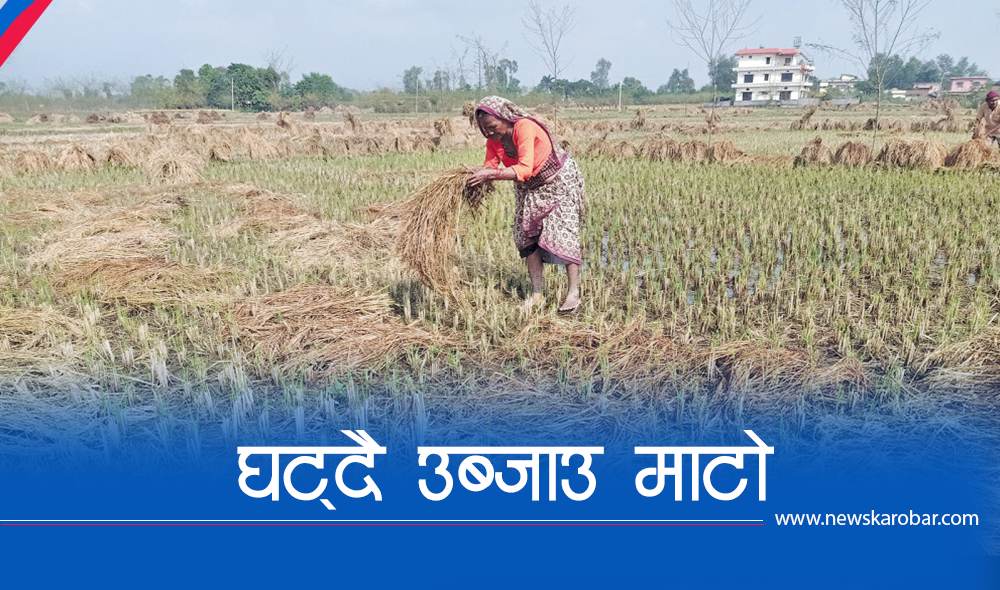 कञ्चनपुरमा बर्सेनि घट्दै खेतीयोग्य जमिन