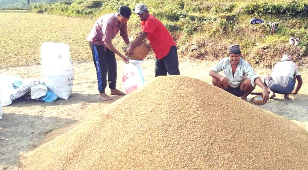 धानको समर्थन मूल्य तोकियो