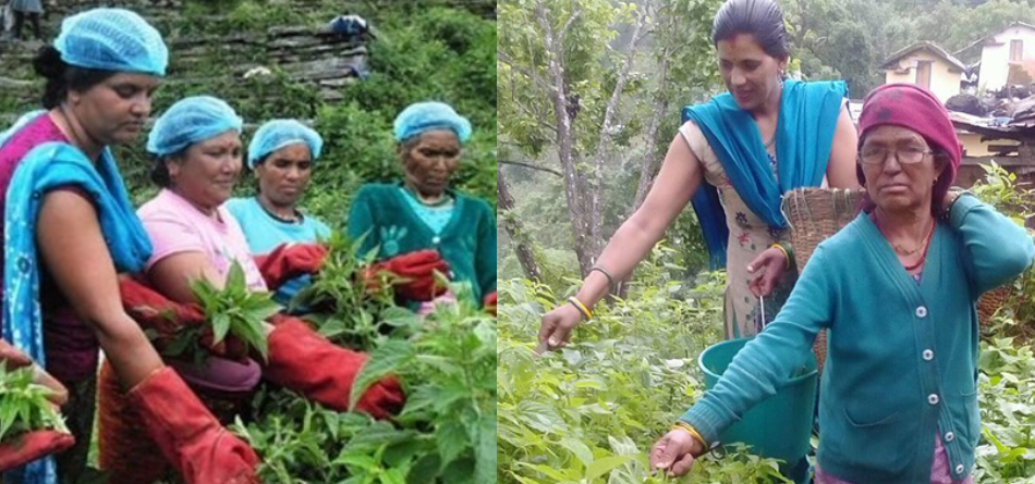 ब्रान्डसहित सिस्नु उत्पादनमा महिला