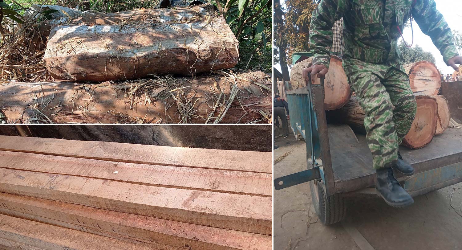 कञ्चनपुरका ६ घरबाट अवैध काठ बरामद