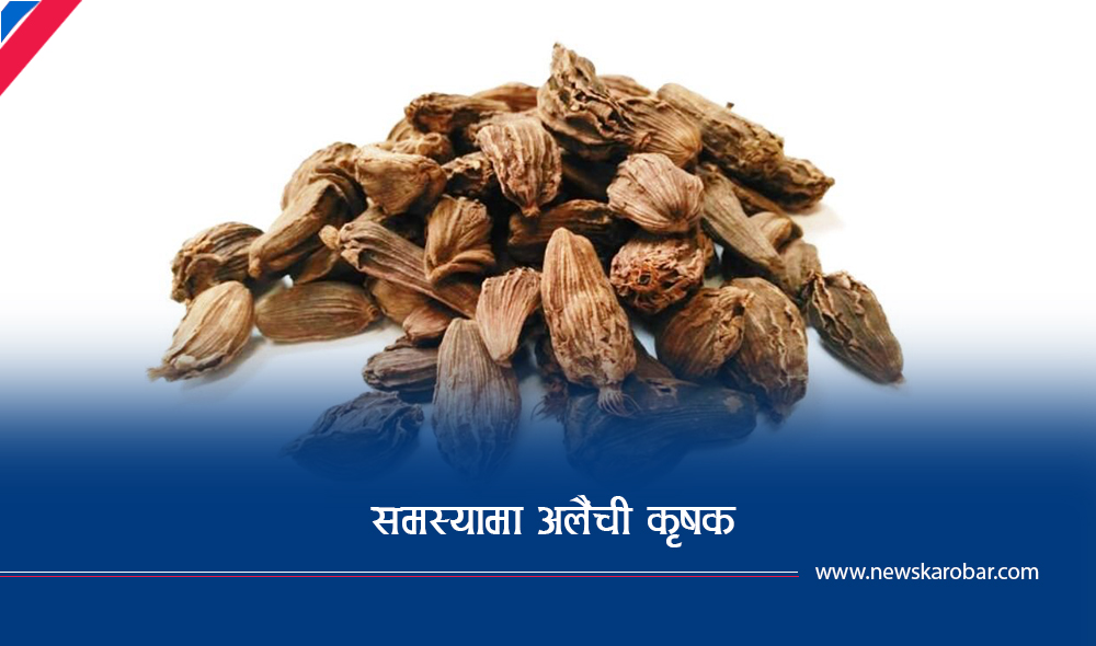 अलैंची कृषक सम्झन्छन् : एक मनकै १ लाख २० हजार रूपैयाँ थापेका थियौं अलैंची कृषक सम्झन्छन् : एक मनकै १ लाख २० हजार रूपैयाँ थापेका थियौं