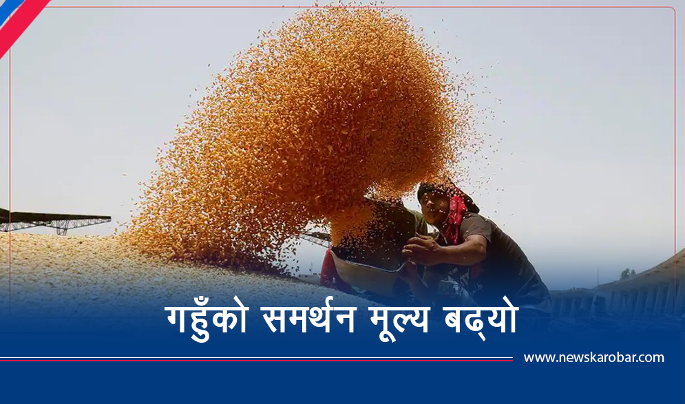 प्रतिक्विन्टल १८६ रुपैयाँ बढाएर गहुँको समर्थन मूल्य
