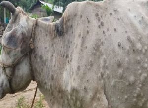 लम्पी स्किन ४० जिल्लामा फैलियो, ५ लाख पशुचौपायामा सङ्क्रमित लम्पी स्किन ४० जिल्लामा फैलियो, ५ लाख पशुचौपायामा सङ्क्रमित