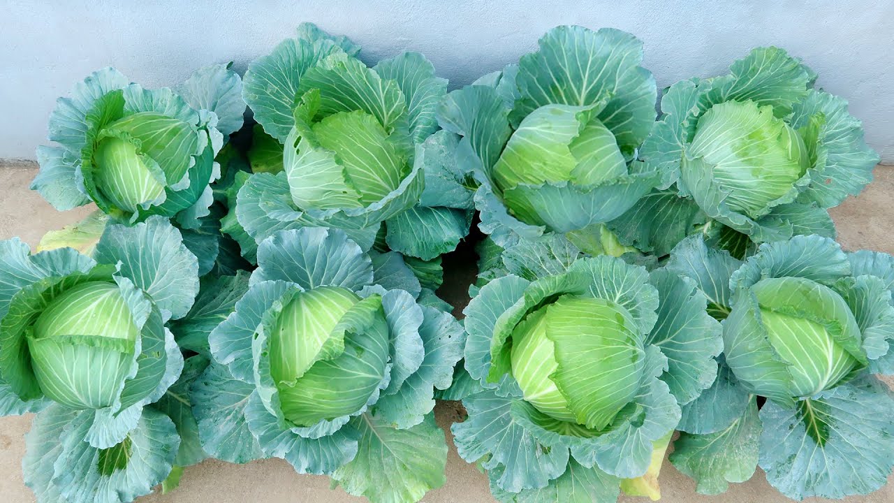 ह्ववातै बढयाे बन्दाकाेभीकाे भाउ