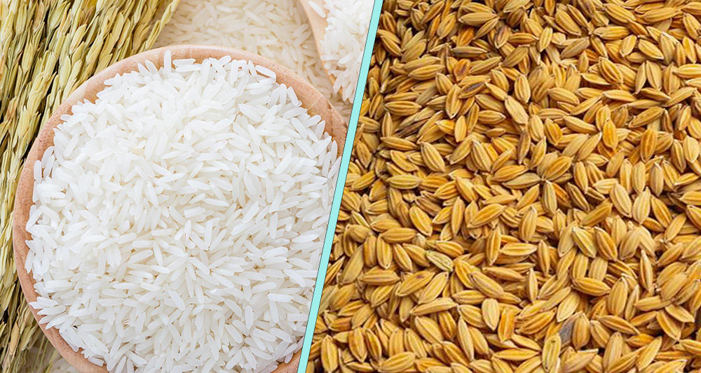 धान नपाएपछि चामल खरिद गर्दै खाद्य कम्पनी