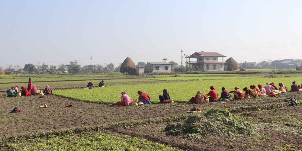 पश्चिम चितवन गाजरखेतीको ‘हब’