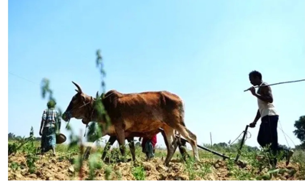 सुरक्षित आवासको पर्खाइमा शुक्लाफाँटाका मुक्त हलिया