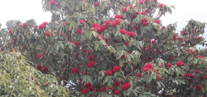 पर्वतको हम्पाल र कोखेडाँडामा पर्यटकको आकर्षण बढ्यो