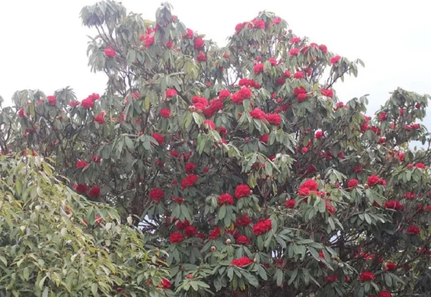 पर्वतको हम्पाल र कोखेडाँडामा पर्यटकको आकर्षण बढ्यो