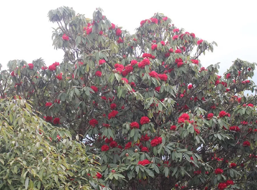 पर्वतको हम्पाल र कोखेडाँडामा पर्यटकको आकर्षण बढ्यो