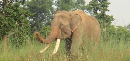 हरेक रात आउन थाले हात्तीको बथान, बाहुनडाँगीमा त्रास