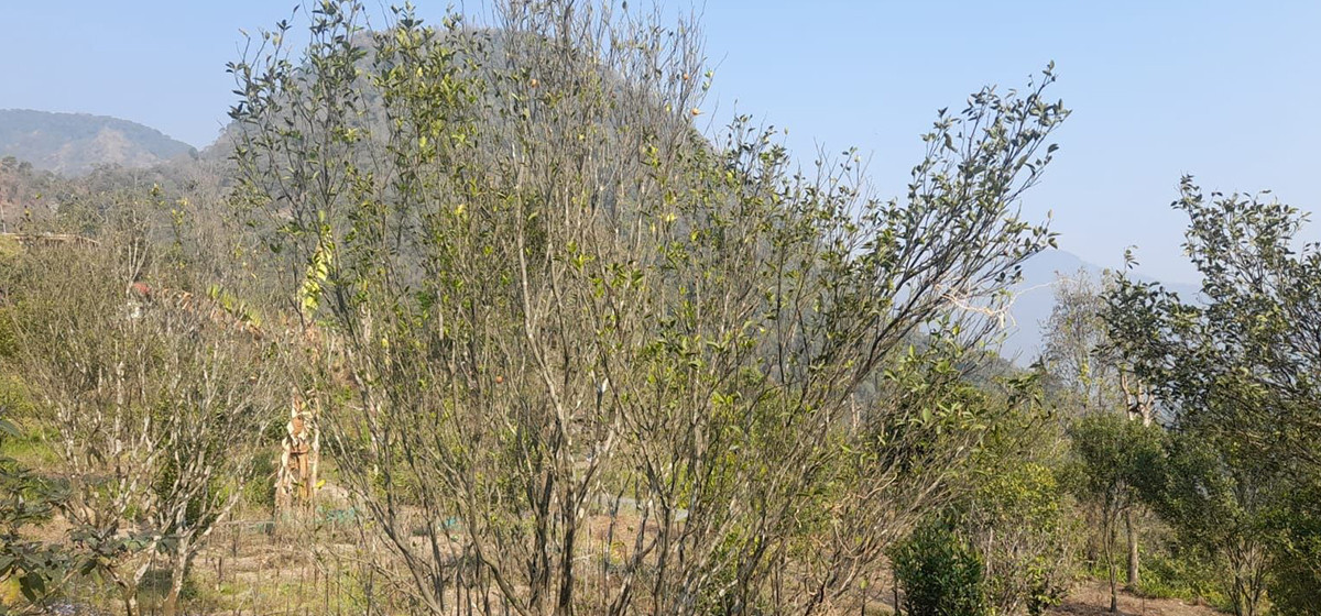‘पकेट’ क्षेत्रमै सुन्तलाको बोट मर्न थालेपछि किसान चिन्तित