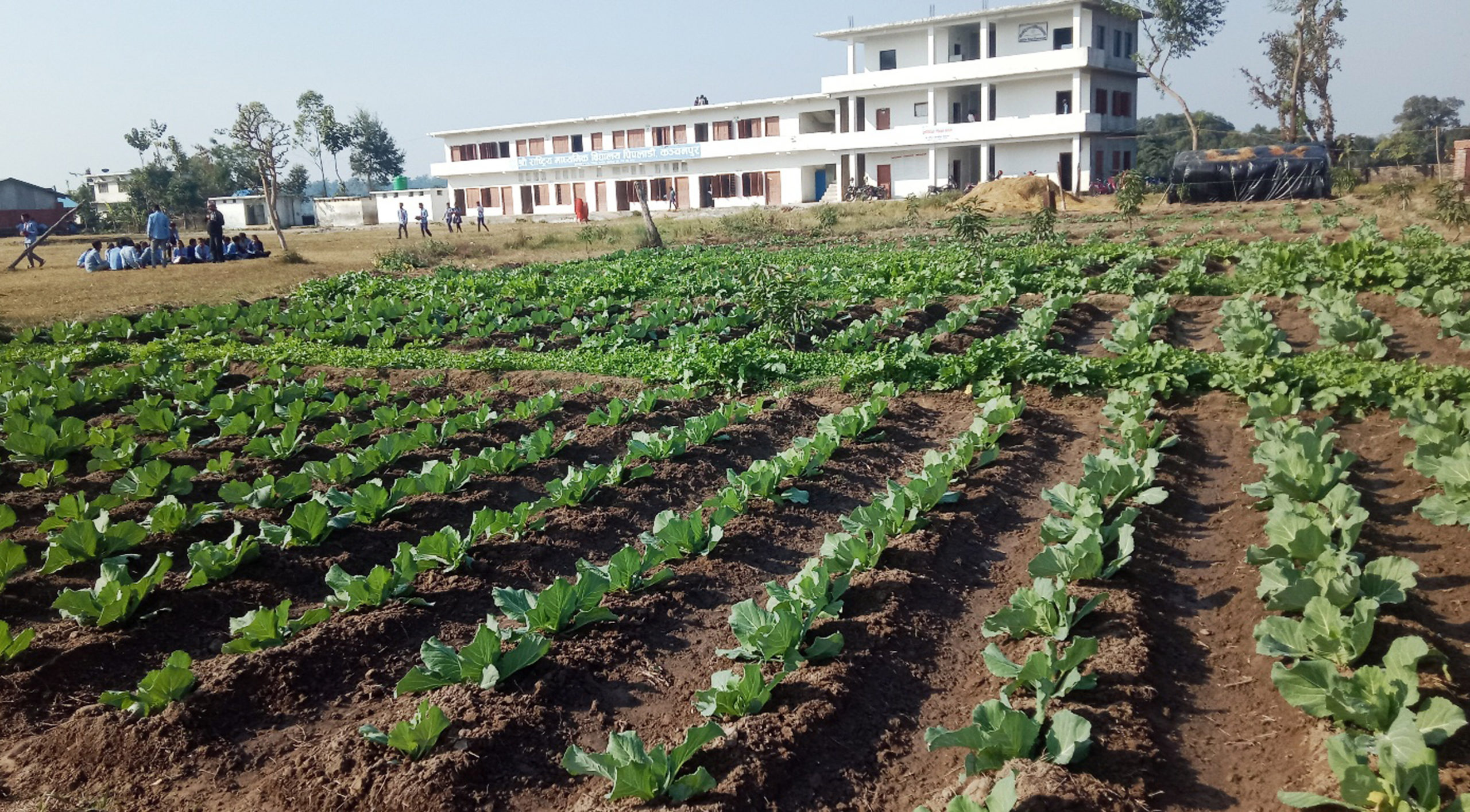 तरकारीमा विषादी प्रयोगबारे सचेत बन्दै किसान