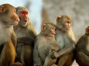 दिक्तेल रुपाकोटले बाँदर धपाउन छुट्यायो  ४५ लाख बजेट