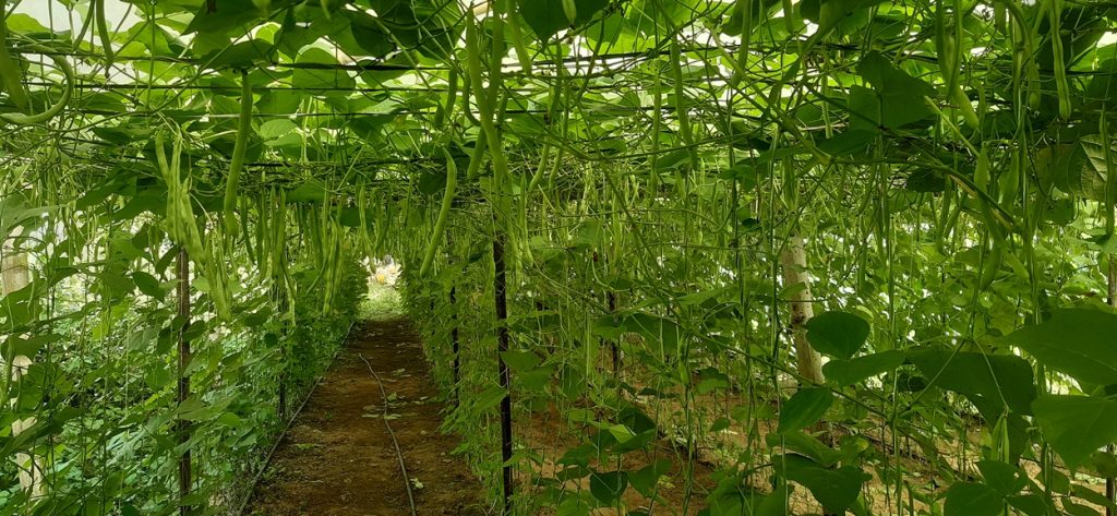 जुम्लामा तीन हजार ६७१ मेट्रिकटन सिमी उत्पादन