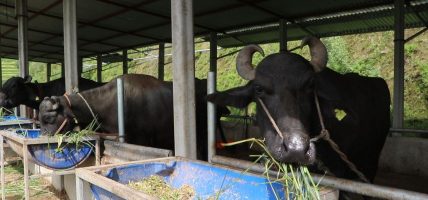 लुम्बिनी प्रदेशमा पशु कल्याण मापदण्ड जारी
