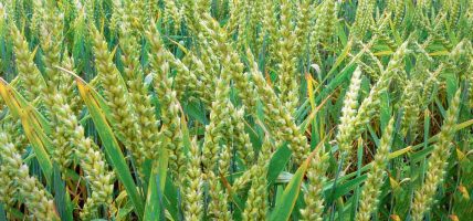 गहुँका नल सफाइ गर्दा खेतबारीमा आगो नलगाउन पालिकाद्वारा आग्रह