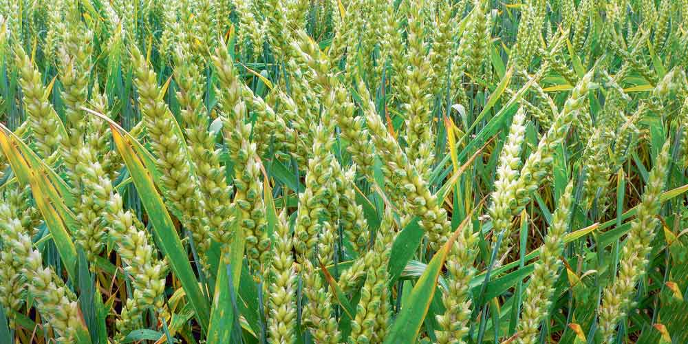 गहुँका नल सफाइ गर्दा खेतबारीमा आगो नलगाउन पालिकाद्वारा आग्रह