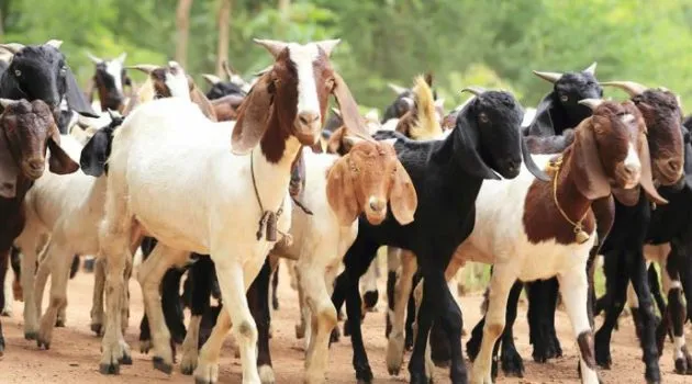 उदयपुरका विपन्न किसानलाई उन्नत जातका बाख्रा वितरण