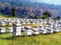 चितवनमा कृत्रिम प्रविधिबाट मौरीका रानो उत्पादन