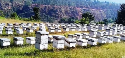 चितवनमा कृत्रिम प्रविधिबाट मौरीका रानो उत्पादन