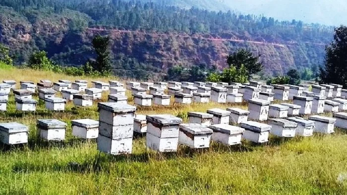 अनुसन्धान, प्रविधि र सहकार्यका लागि अन्तरराष्ट्रिय मौरी सम्मेलन