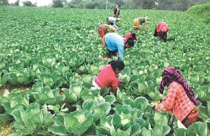 झापामा कृषि प्रवर्द्धनका लागि १० करोड ५३ लाख