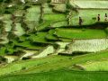 सैँतिस वर्षदेखि व्यवसायिक कृषिमा रमाउँदै थारू
