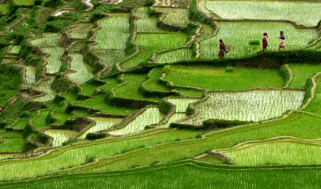 सैँतिस वर्षदेखि व्यवसायिक कृषिमा रमाउँदै थारू