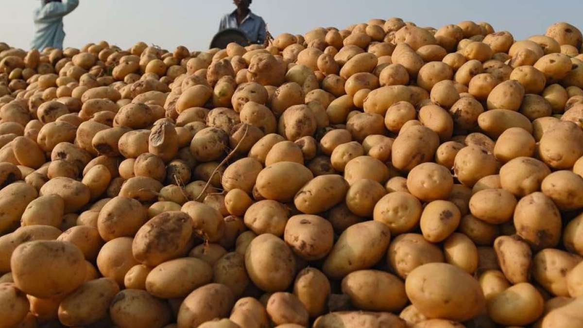 स्थानीय तहले आलु खरिद गरेपछि किसानलाई राहत