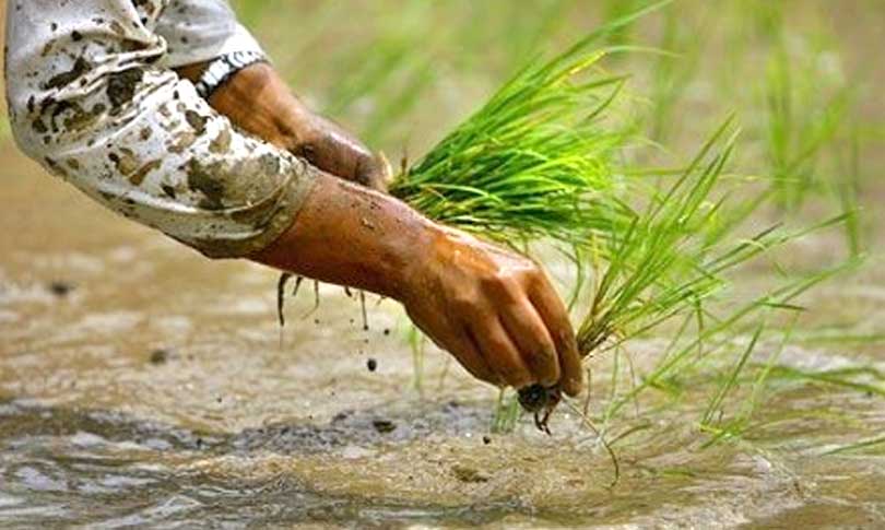 महोत्तरीमा हालसम्म पनि रोपाइँ हुँदै