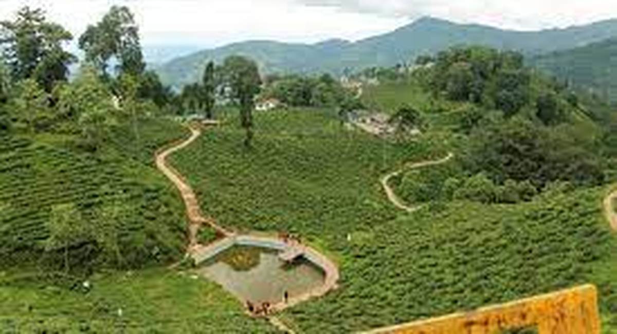 इलाममा अन्तर्राष्ट्रिय चिया महोत्सव हुने