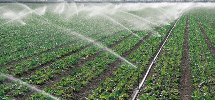 कृषिउपज सङ्कलन केन्द्र सञ्चालमा