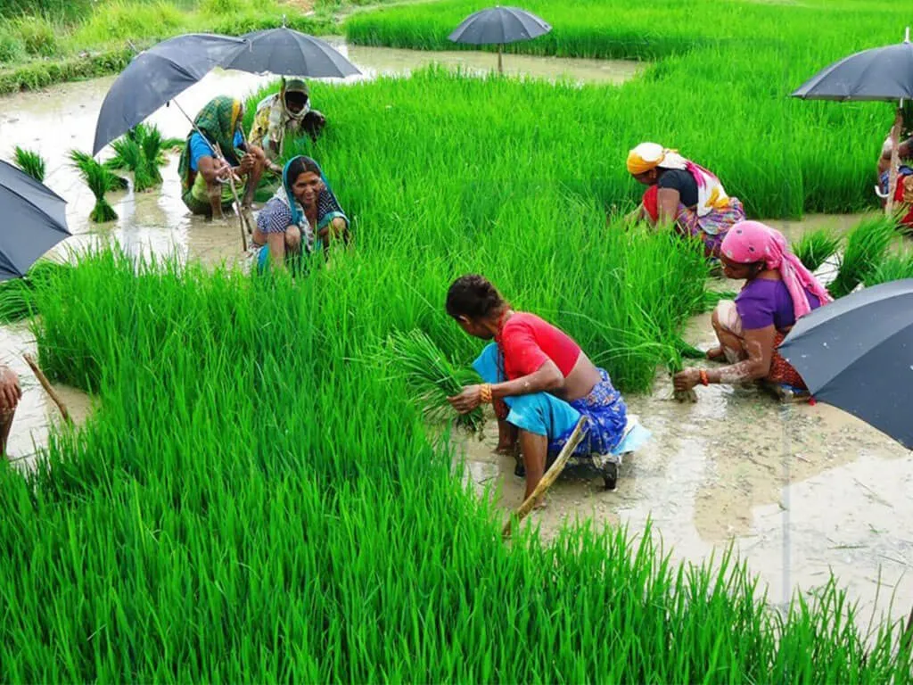 आज असार १५ : राष्ट्रिय धान दिवस मनाइँदै