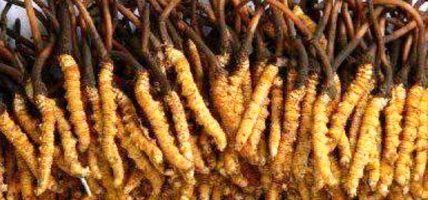 यार्सागुम्बा सङ्कलनको अभियोगमा चार जना पक्राउ