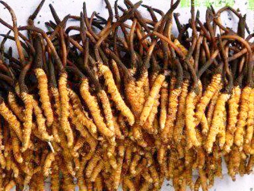 यार्सागुम्बा सङ्कलनको अभियोगमा चार जना पक्राउ