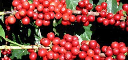 कफी खेती अवलोकन गर्न कृषक महाभारतमा