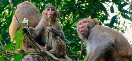 बाँदरका कारण बाँझिदै खेतीयोग्य जमिन