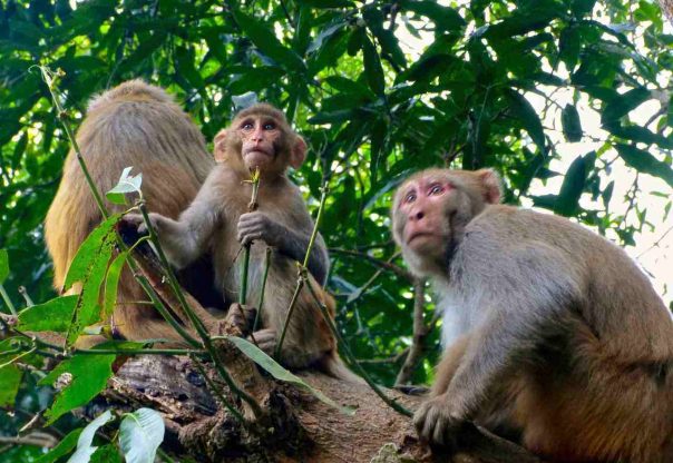 बाँदरपीडित किसानद्वारा गाउँपालिका कार्यालय घेराउ : नियन्त्रण गर्न स्वयम्सेवक परिचालन गरिने