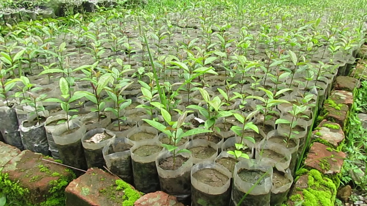 डिभिजन वन कार्यालय महोत्तरीद्धार चार लाख बिरुवा वितरण गरिने