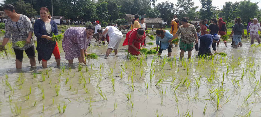 आकाशे पानीमा निर्भर बैतडीका किसानलाई रोपाइँको चटारो