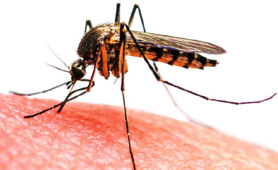 डेङ्गी नियन्त्रणका लागि पहल गर्न संसद्मार्फत सरकारको ध्यानाकर्षण