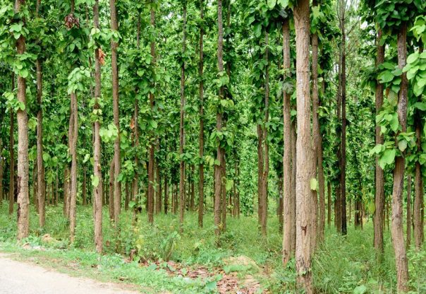 तनहुँ जलविद्युत् आयोजना : रुख कटानको अनुमति प्राप्त