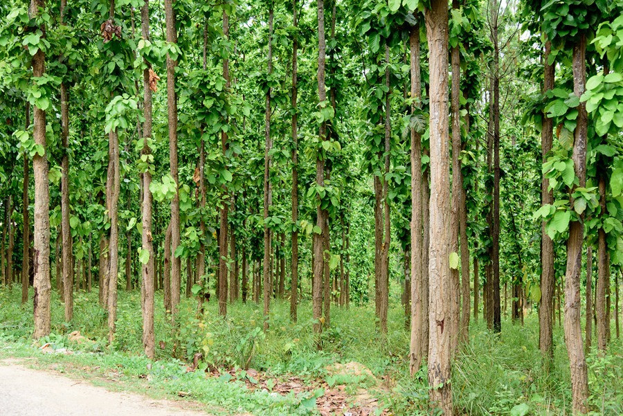 तनहुँ जलविद्युत् आयोजना : रुख कटानको अनुमति प्राप्त