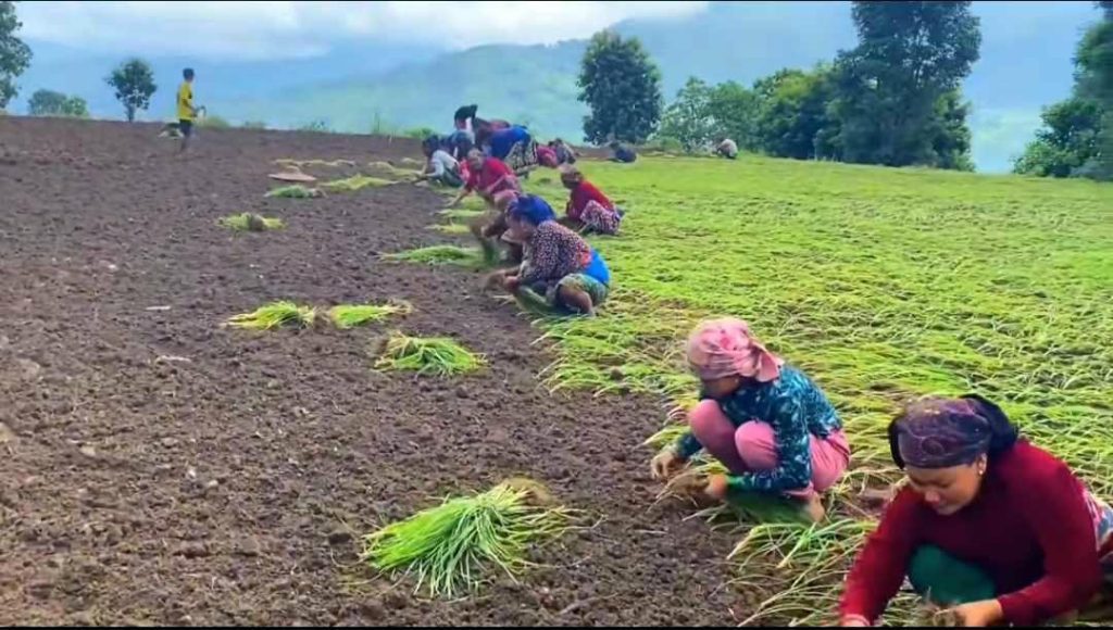 माग बढेपछि किसान कोदो खेतीतर्फ आकर्षित
